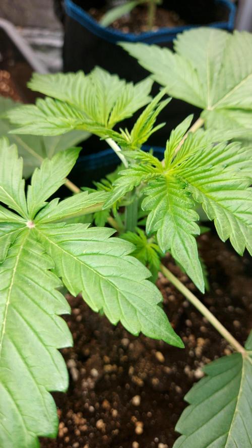 MAC 1 ( 2 ème plante ). Week 3
