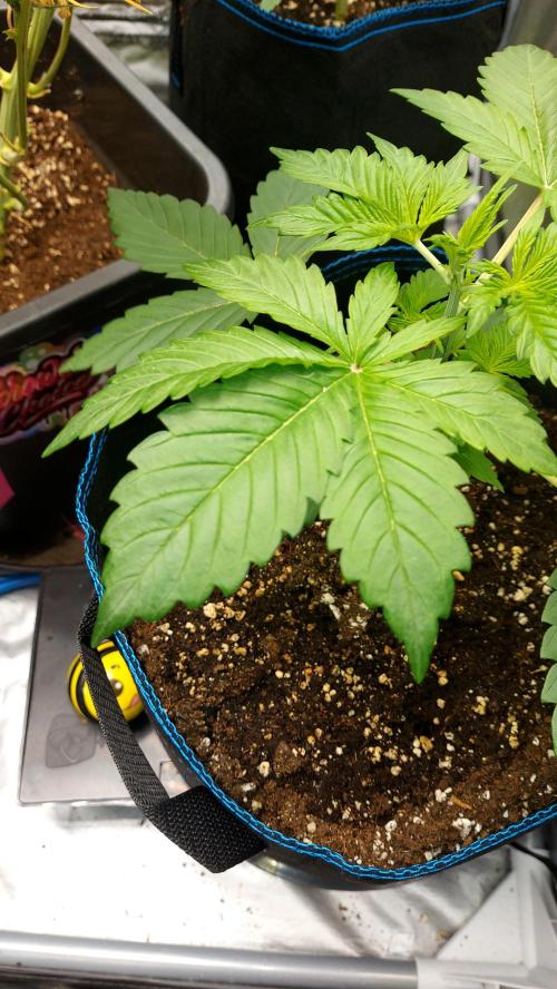MAC 1 ( 2 ème plante ). Week 3