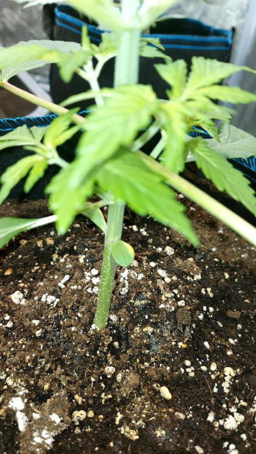 MAC1 Autoflower. Week 3