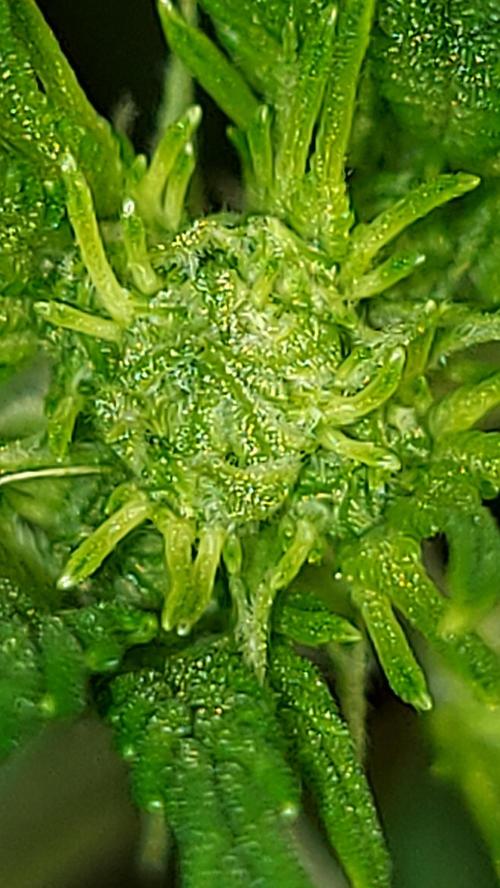 MAC 1 AUTOFLORAISON AUTOPOT. Week 3
