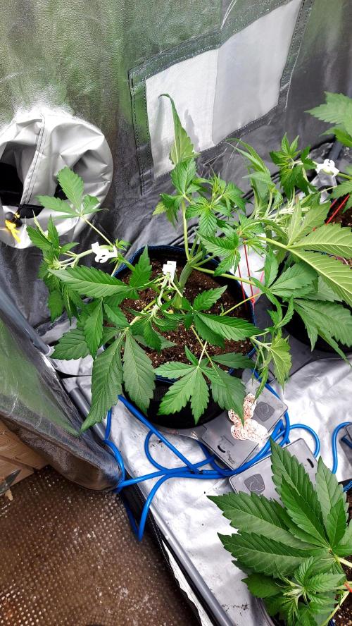 MAC 1 AUTOFLORAISON AUTOPOT. Week 3