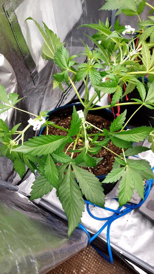 MAC 1 AUTOFLORAISON AUTOPOT. Week 3