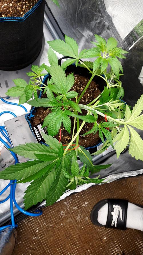 frostbanger autofloraison expérience. Week 3