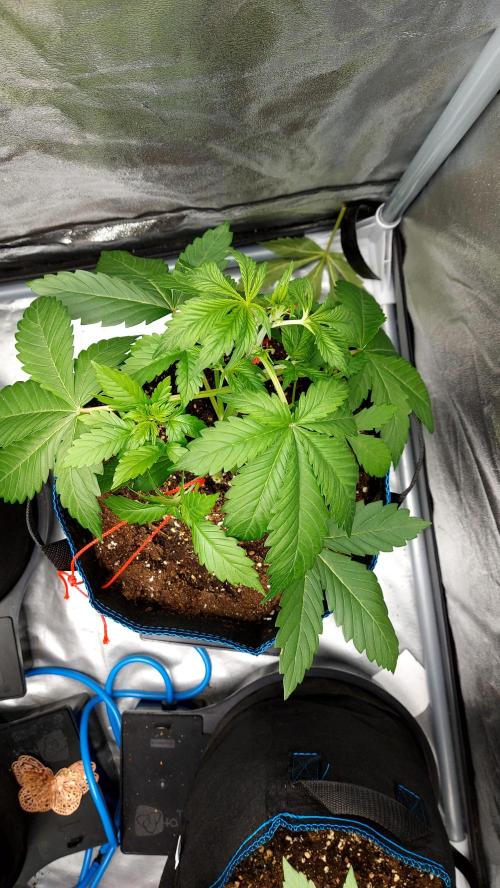 frostbanger1 ( essais Autopots, ). Week 3