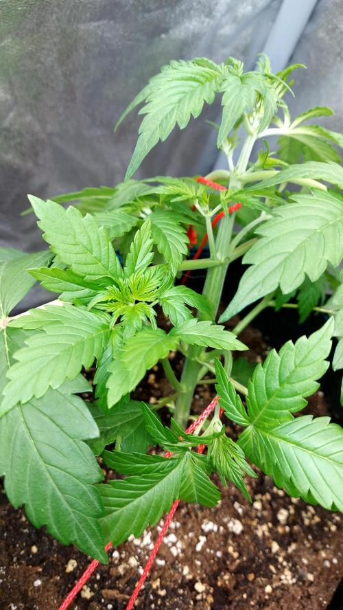 frostbanger1 ( essais Autopots, ). Week 3