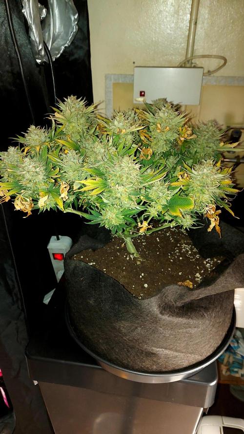 RF3 CHERY COLA. Week 16
