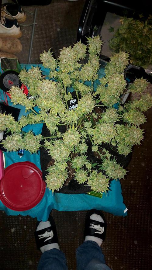 RF3 CHERY COLA. Week 16