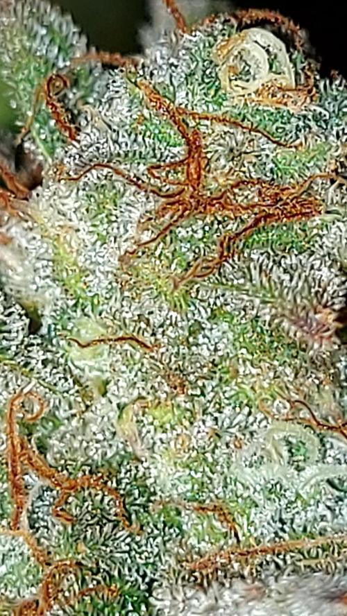 RF3 CHERY COLA. Week 16