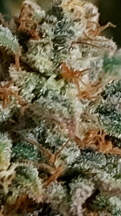 RF3 CHERY COLA. Week 16
