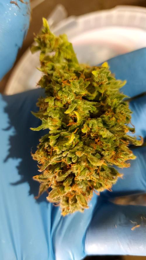 RF3 CHERY COLA. Week 16