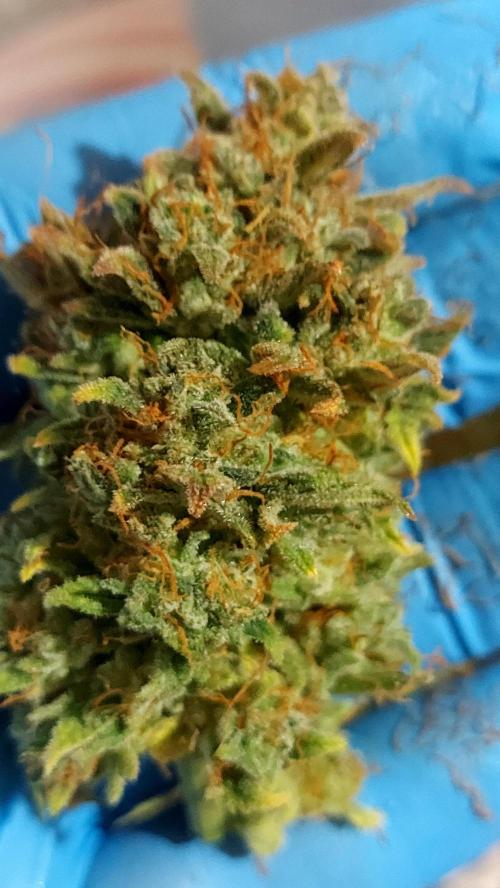 RF3 CHERY COLA. Week 16