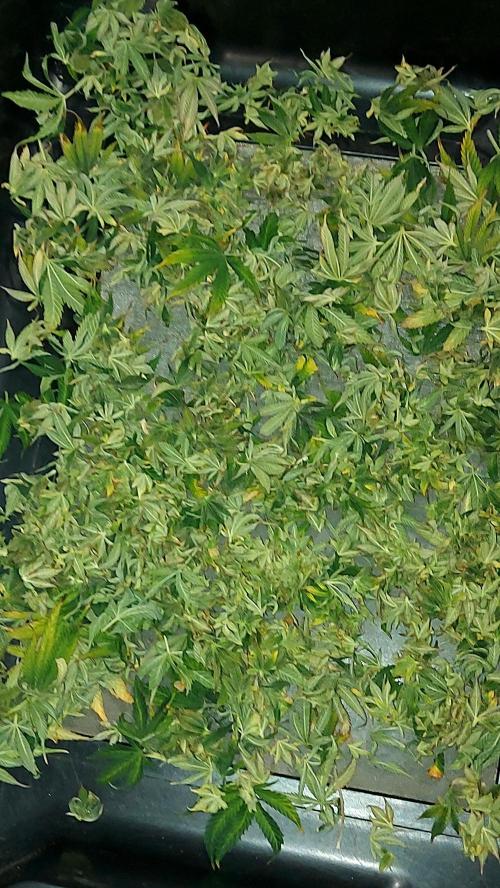 RF3 CHERY COLA. Week 16