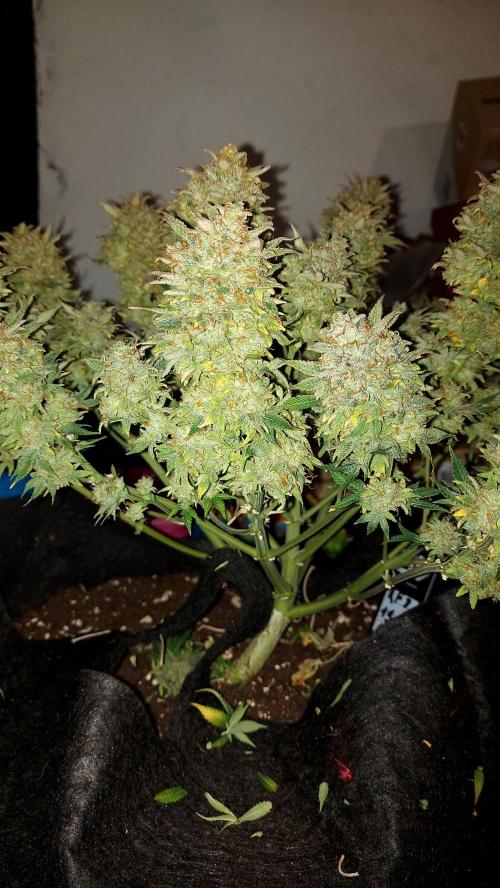 RF3 CHERY COLA. Week 16