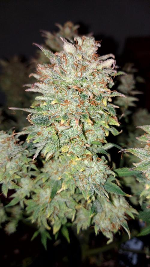 RF3 CHERY COLA. Week 16