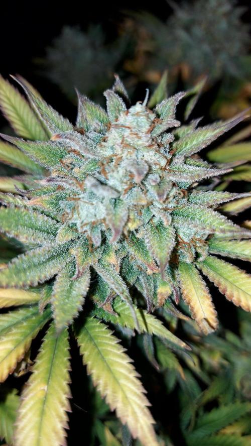 RF3 CHERY COLA. Week 16
