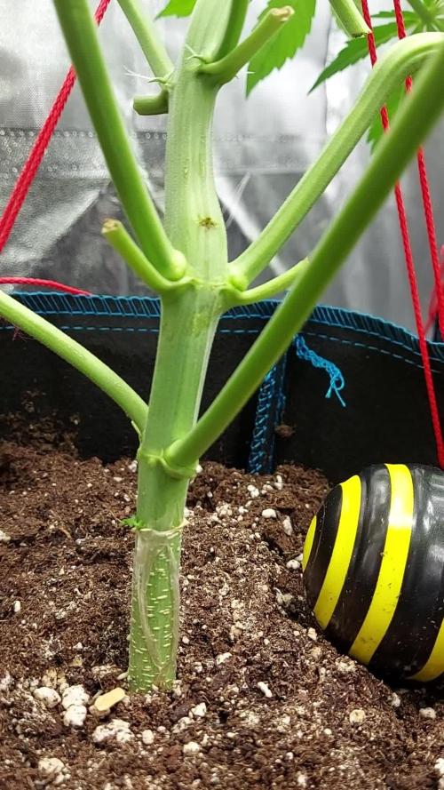 MAC 1 AUTOFLORAISON AUTOPOT