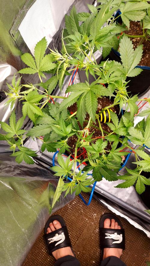 MAC 1 AUTOFLORAISON AUTOPOT. Week 4