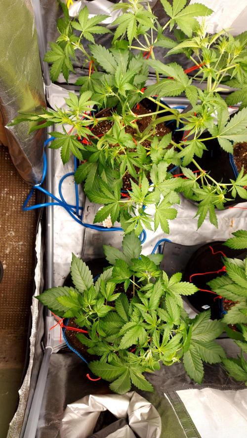 MAC 1 AUTOFLORAISON AUTOPOT. Week 4