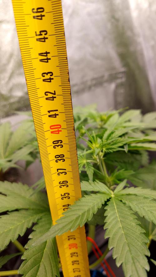 MAC 1 AUTOFLORAISON AUTOPOT. Week 4