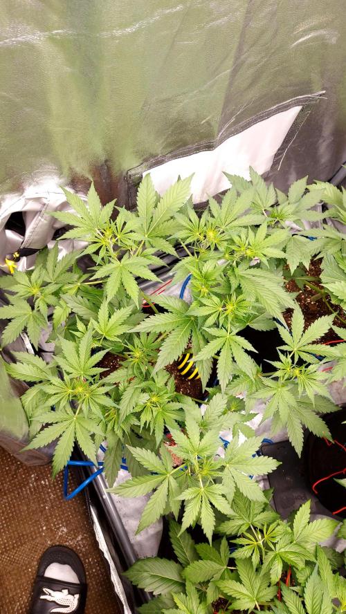 MAC 1 AUTOFLORAISON AUTOPOT. Week 4