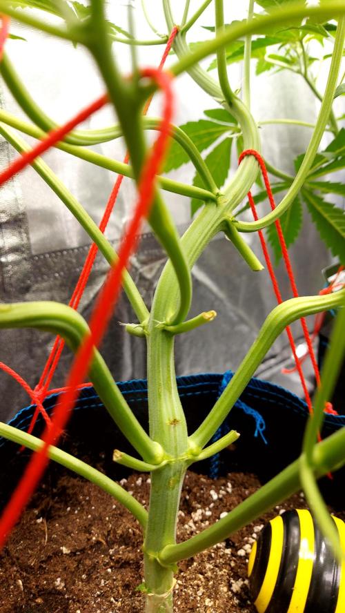 MAC 1 AUTOFLORAISON AUTOPOT. Week 4