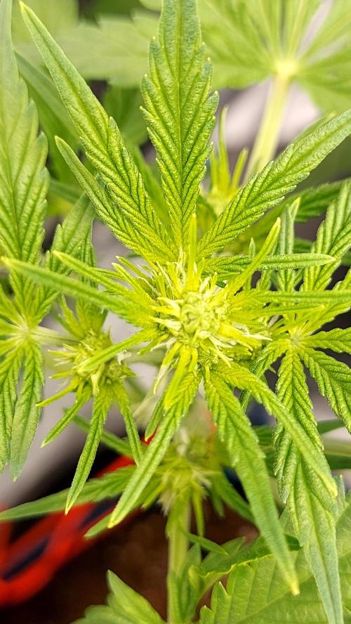 MAC 1 AUTOFLORAISON AUTOPOT. Week 4