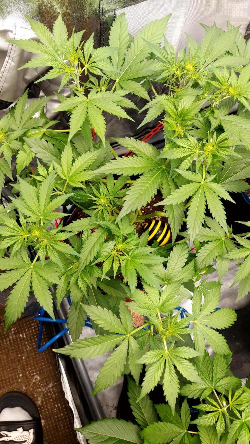 MAC 1 AUTOFLORAISON AUTOPOT. Week 4