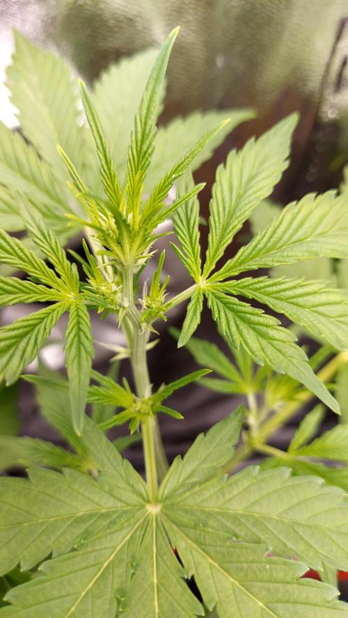 MAC 1 AUTOFLORAISON AUTOPOT. Week 4