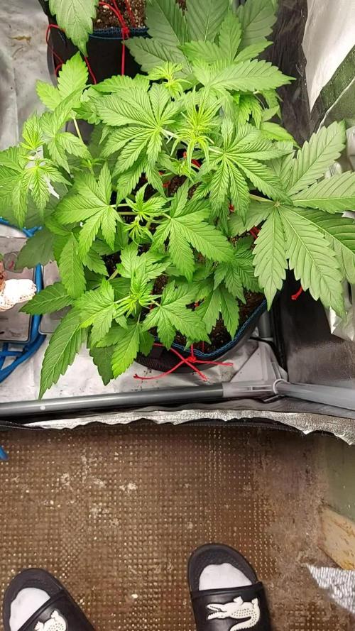 MAC 1 ( 2 ème plante )