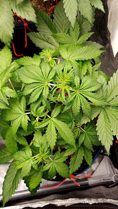 MAC 1 ( 2 ème plante ). Week 4