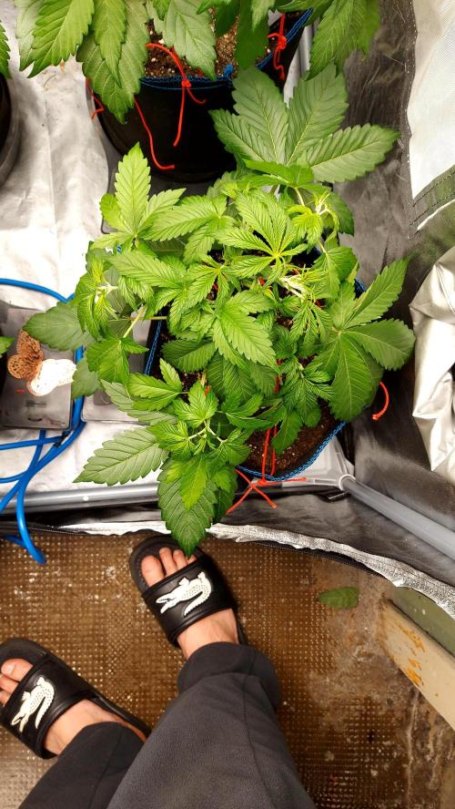 MAC 1 ( 2 ème plante ). Week 4
