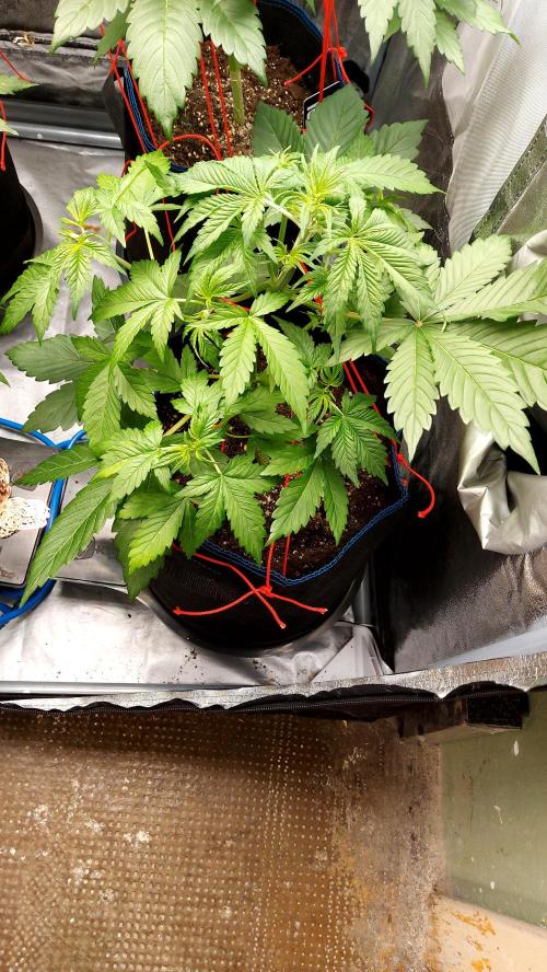 MAC 1 ( 2 ème plante ). Week 4