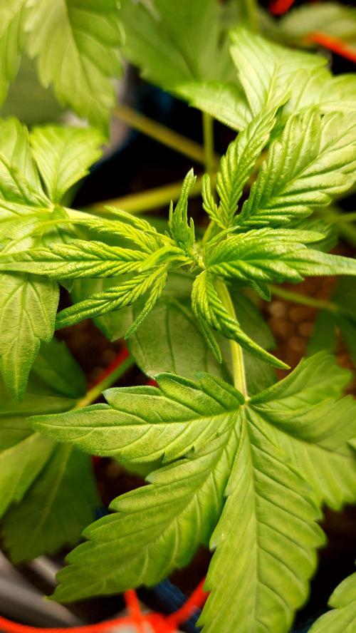 MAC 1 ( 2 ème plante ). Week 4
