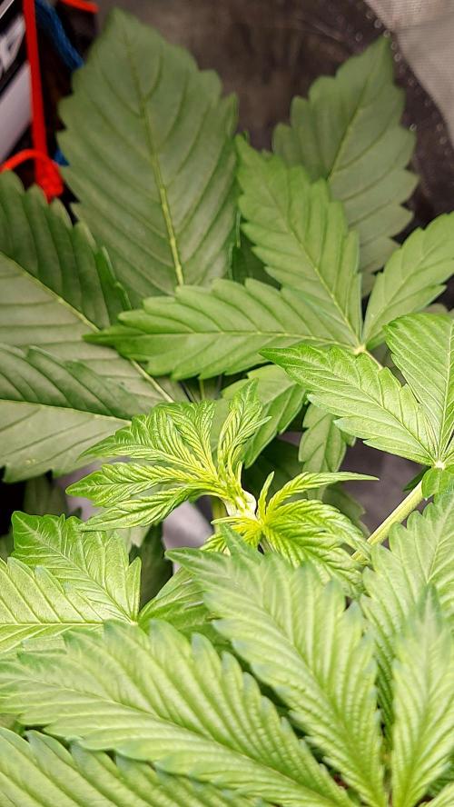 MAC 1 ( 2 ème plante ). Week 4