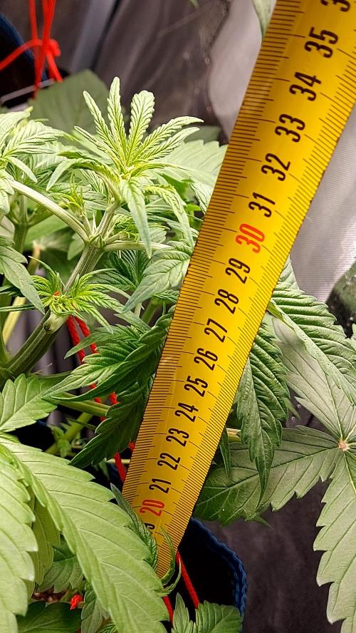 MAC1 Autoflower. Week 4