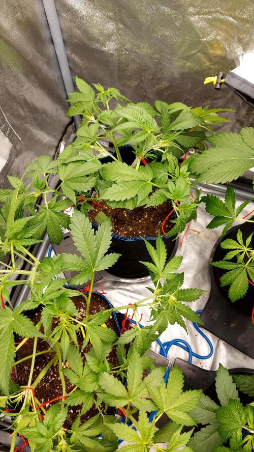 frostbanger1 ( essais Autopots, ). Week 4