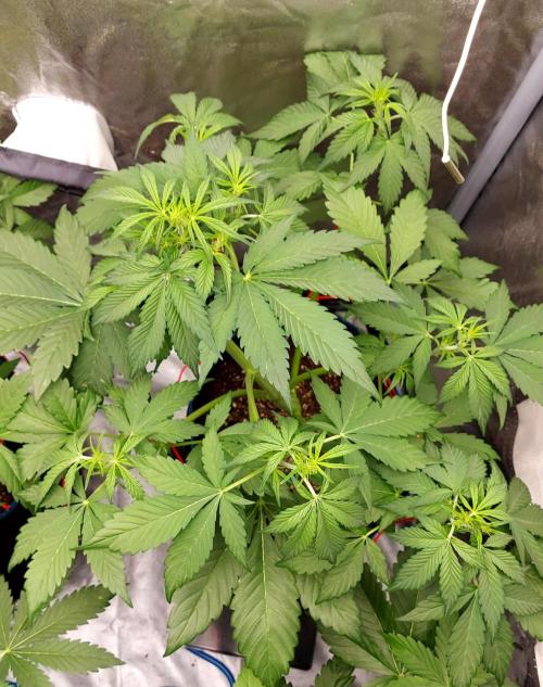 frostbanger1 ( essais Autopots, ). Week 4