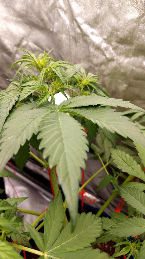 frostbanger1 ( essais Autopots, ). Week 4