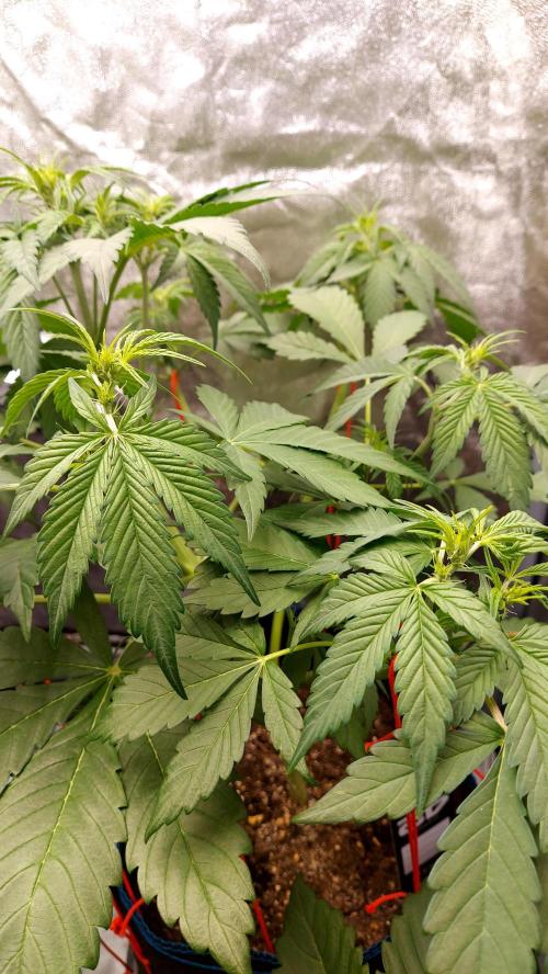 frostbanger1 ( essais Autopots, ). Week 4
