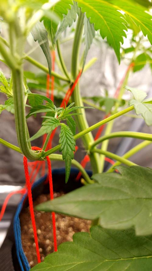 frostbanger1 ( essais Autopots, ). Week 4