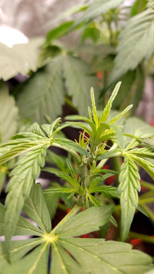 frostbanger1 ( essais Autopots, ). Week 4