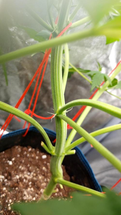 frostbanger1 ( essais Autopots, ). Week 4