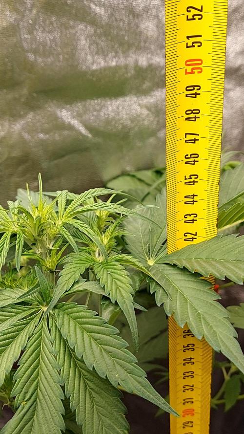 frostbanger1 ( essais Autopots, ). Week 4