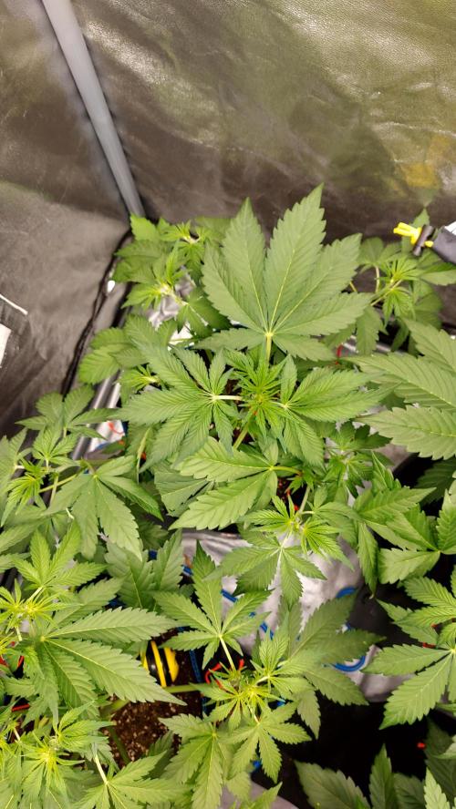 frostbanger autofloraison expérience. Week 4
