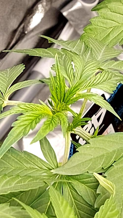 frostbanger autofloraison expérience. Week 4