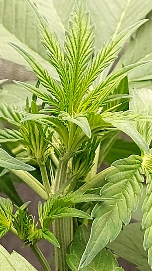 frostbanger autofloraison expérience. Week 4