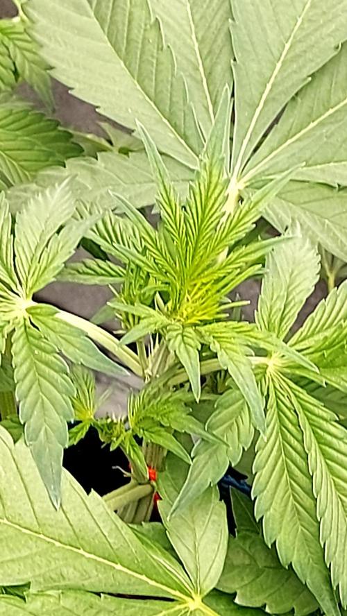 frostbanger autofloraison expérience. Week 4