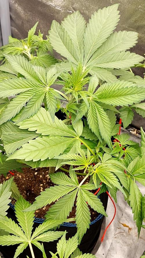 frostbanger autofloraison expérience. Week 4