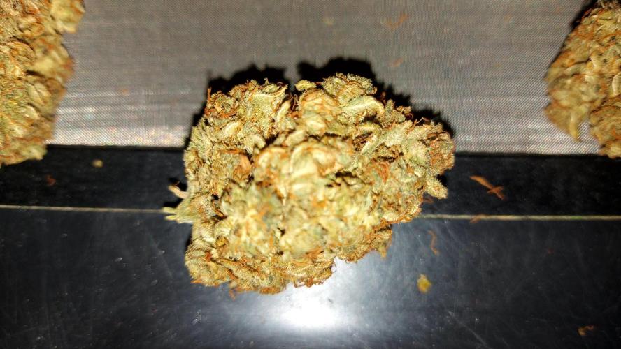 RF3 CHERY COLA. Week 16