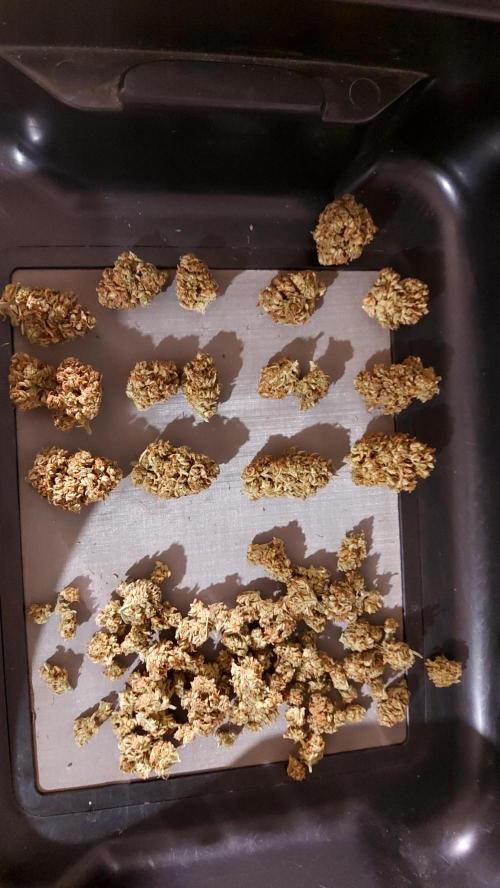 RF3 CHERY COLA. Week 16